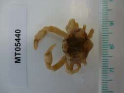 Image of Pennant's nut crab