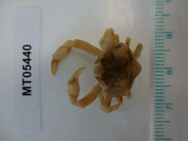 Image of Pennant's nut crab