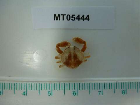 Image of Cranch's nut crab