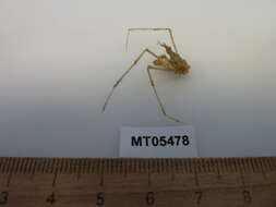 Image of slender spider crab