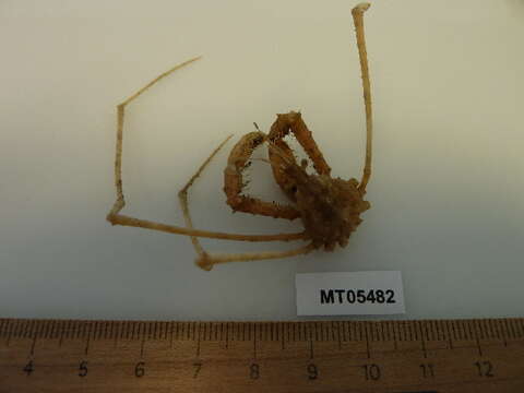 Image of slender spider crab