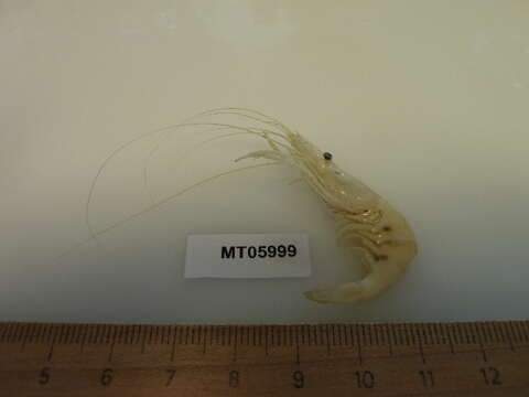 Image of Migrant prawn