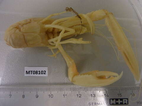 Nephrops Leach 1814 resmi