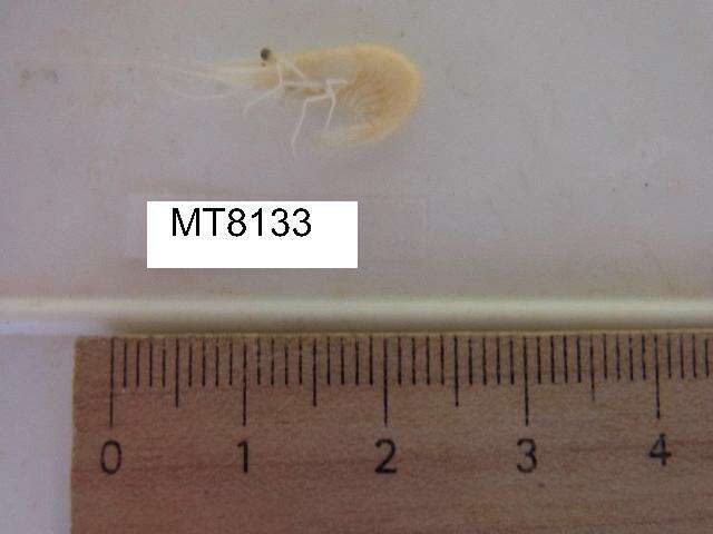 Image of Migrant prawn
