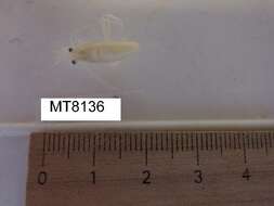 Image of Migrant prawn