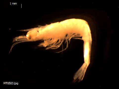 Image of estuarine prawn