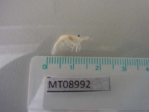 Image of estuarine prawn