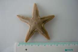 Image of Astropecten irregularis