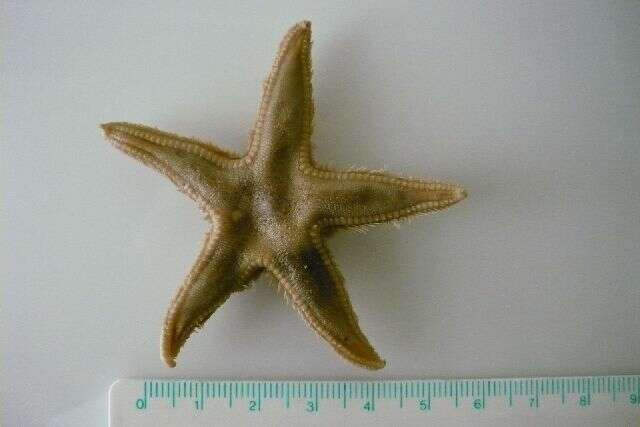 Image of Astropecten irregularis