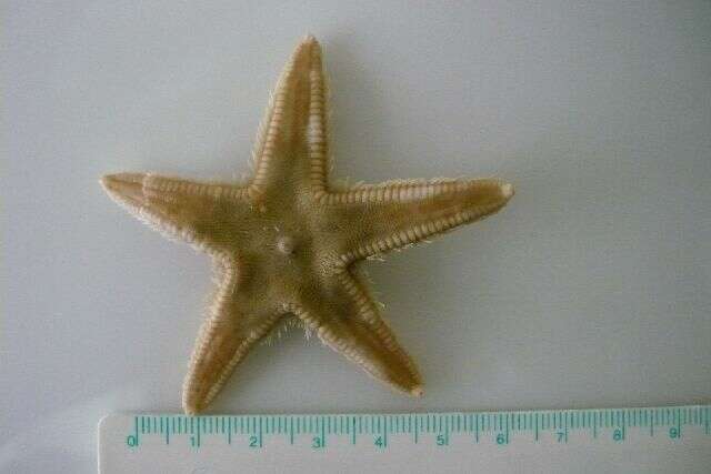 Image of Astropecten irregularis