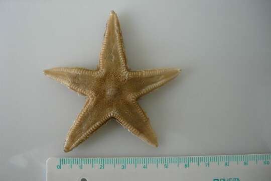 Image of Astropecten irregularis