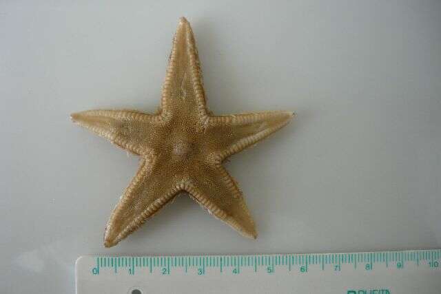 Image of Astropecten irregularis