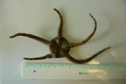 Image of Notched brittle star