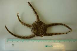 Image of Notched brittle star