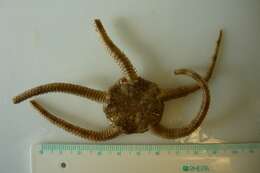 Image of Notched brittle star