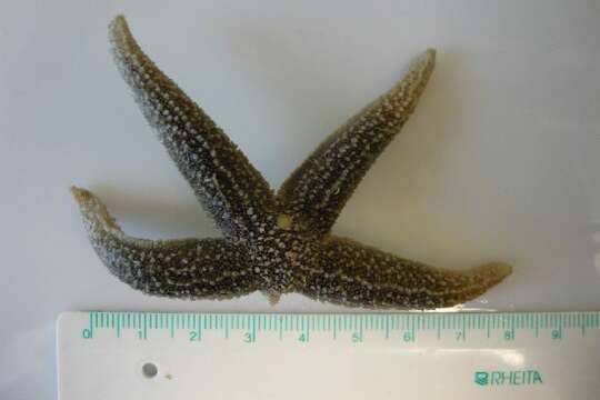 Image of Common sea star