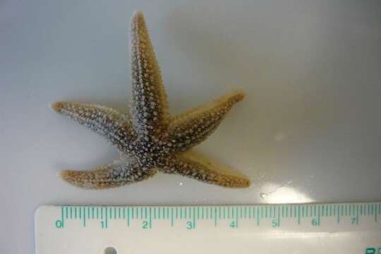 Image of Common sea star