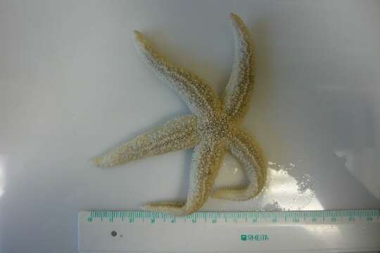 Image of Common sea star