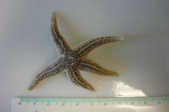 Image of Common sea star