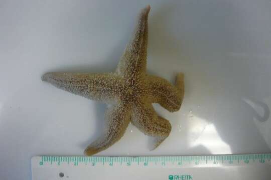 Image of Common sea star