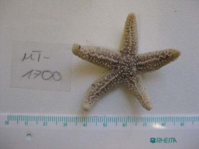 Image of Common sea star