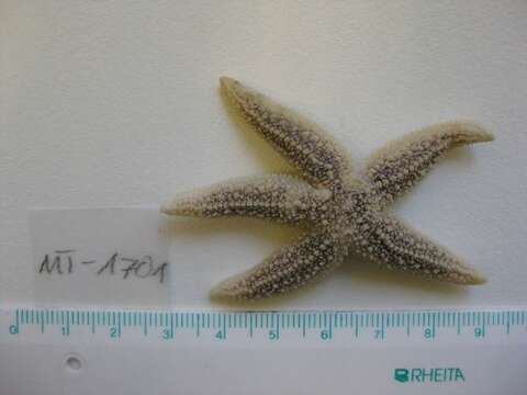 Image of Common sea star