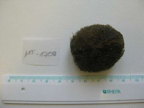 Image of heart urchin