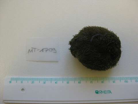 Image of heart urchin