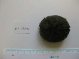 Image of heart urchin