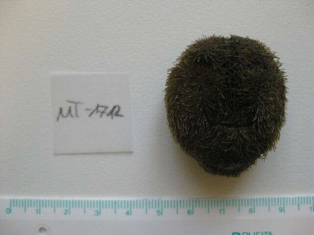 Image of heart urchin