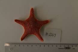 Image of Arctic cushion star