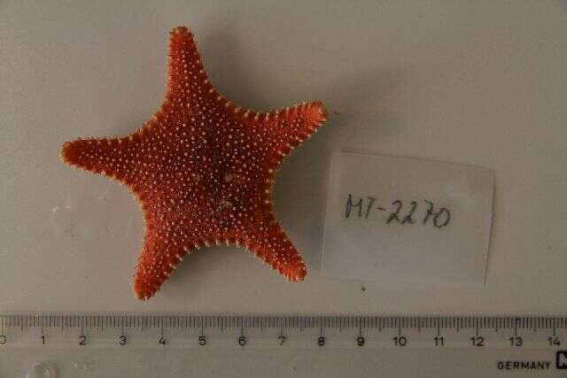 Image of Arctic cushion star