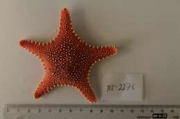 Image of Arctic cushion star