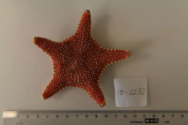 Image of Arctic cushion star