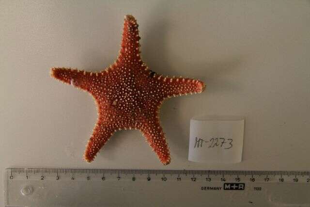 Image of Arctic cushion star