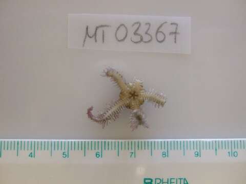 Image of Common brittlestar