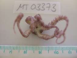 Image of Daisy brittle star