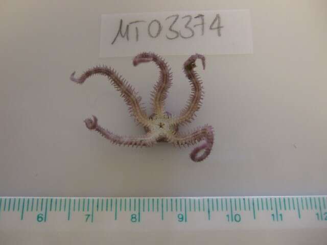 Image of Daisy brittle star