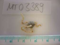 Image of brittlestar