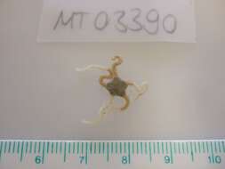 Image of brittlestar