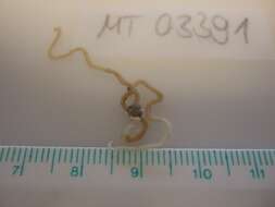 Image of brittlestar