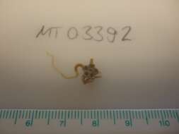 Image of brittlestar