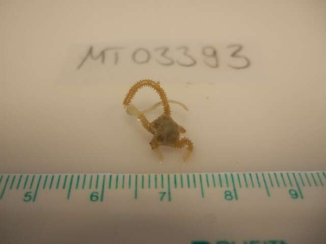 Image of brittlestar