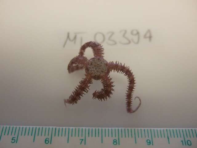 Image of Daisy brittle star