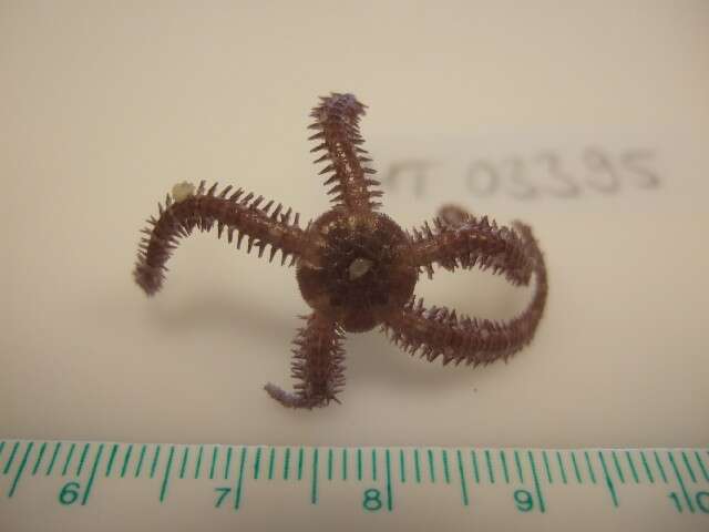 Image of Daisy brittle star