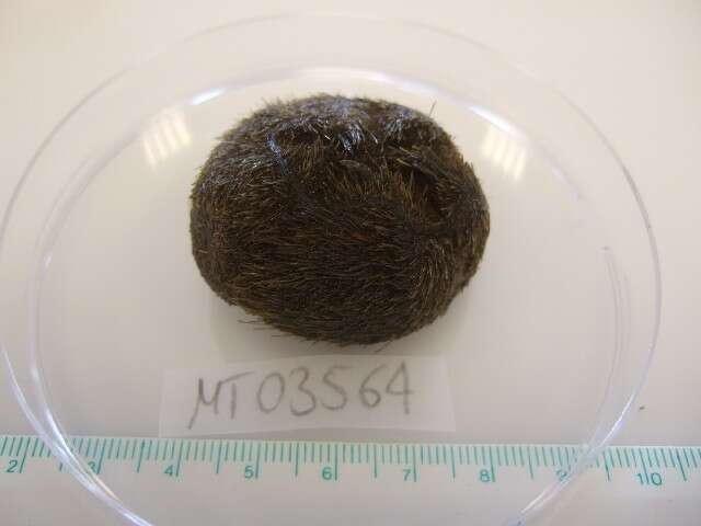 Image of heart urchin