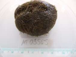 Image of heart urchin