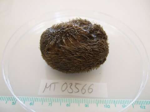 Image of heart urchin