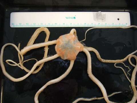 Image of Pipe-cleaner Brittlestar