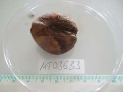 Sivun Echinocardium cordatum (Pennant 1777) kuva
